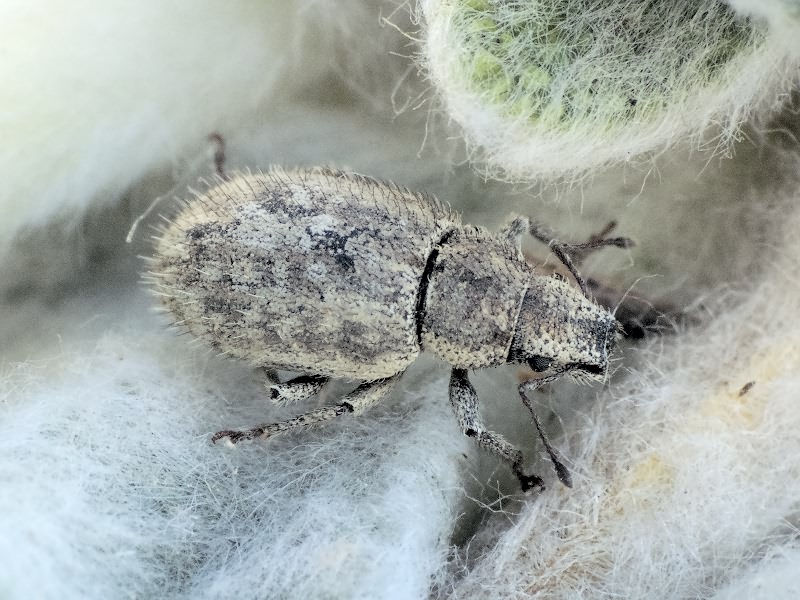 Strophomorphus porcellus (Schoenherr, 1832)